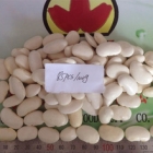 Big White Kidney Bean