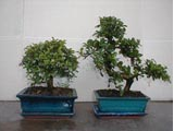 Bonsai Plants