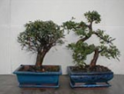 Bonsai Plants