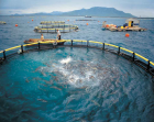 Aquaculture  Cage