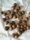 Fruit Seeds