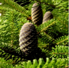 Coniferous