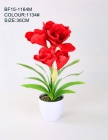 Hippeastrum