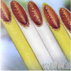 PE Coated Copper Tube