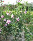 Fresh Cut  Hibiscus Syriacus