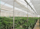 Agricultural Greenhouses    XS-FM8000MS