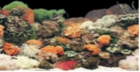 Aquarium Background