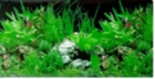 Aquarium Background