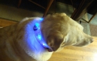 LED Pet Collar